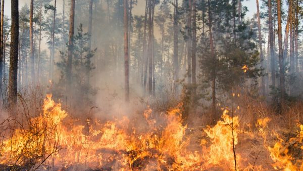 Decreto regionale di grave pericolosità di incendio – Decreto n. 58 del 2 febbraio 2022